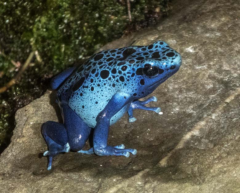 Blauer Pfeilgiftfrosch am 12. Februar 2020 im Terrarium im Wuppertaler Zoo