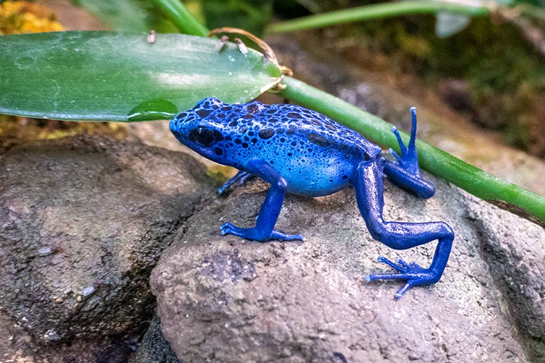 Blauer Pfeilgiftfrosch am 19. Juni 2023 in einem Schaugehege im Terrarium im Wuppertaler Zoo