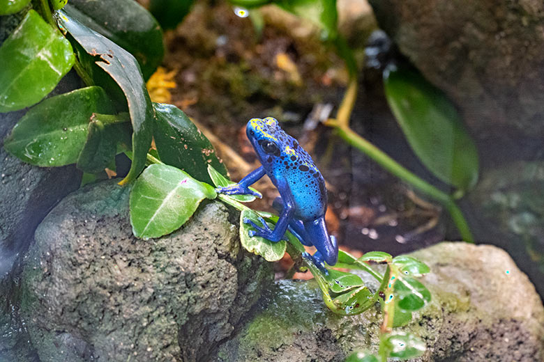 Blauer Pfeilgiftfrosch am 16. Juli 2023 in einem Schaugehege im Terrarium im Grünen Zoo Wuppertal