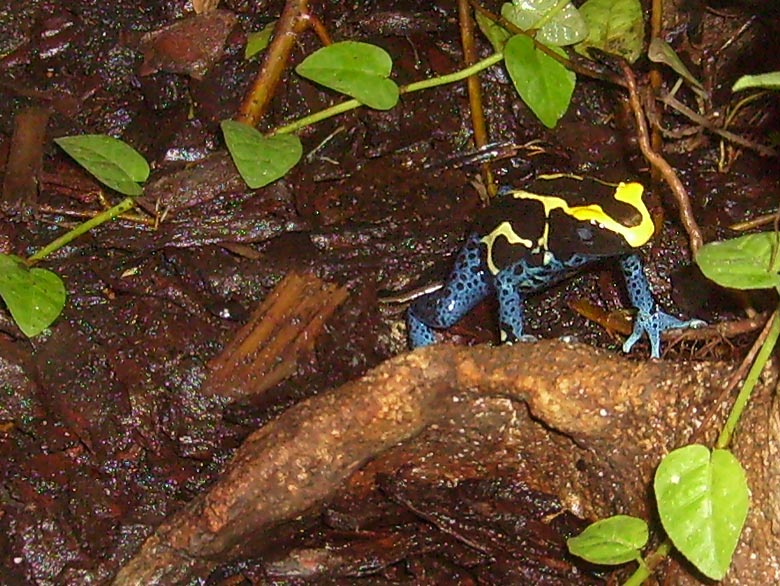 Färberfrosch im Zoo Wuppertal im November 2008