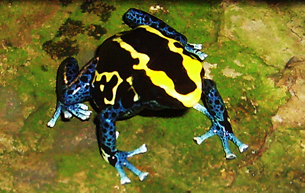 Färberfrosch im Wuppertaler Zoo im November 2008