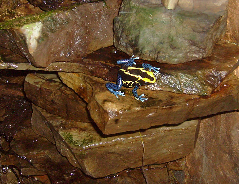 Färberfrosch im Wuppertaler Zoo im November 2008