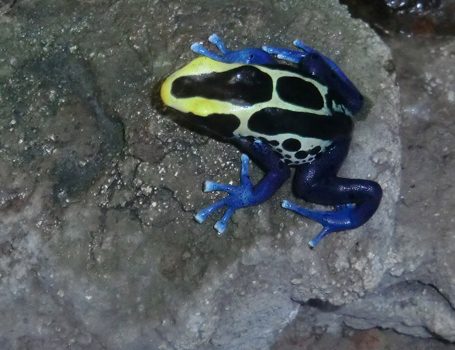 Färberfrosch im Wuppertaler Zoo im Februar 2012