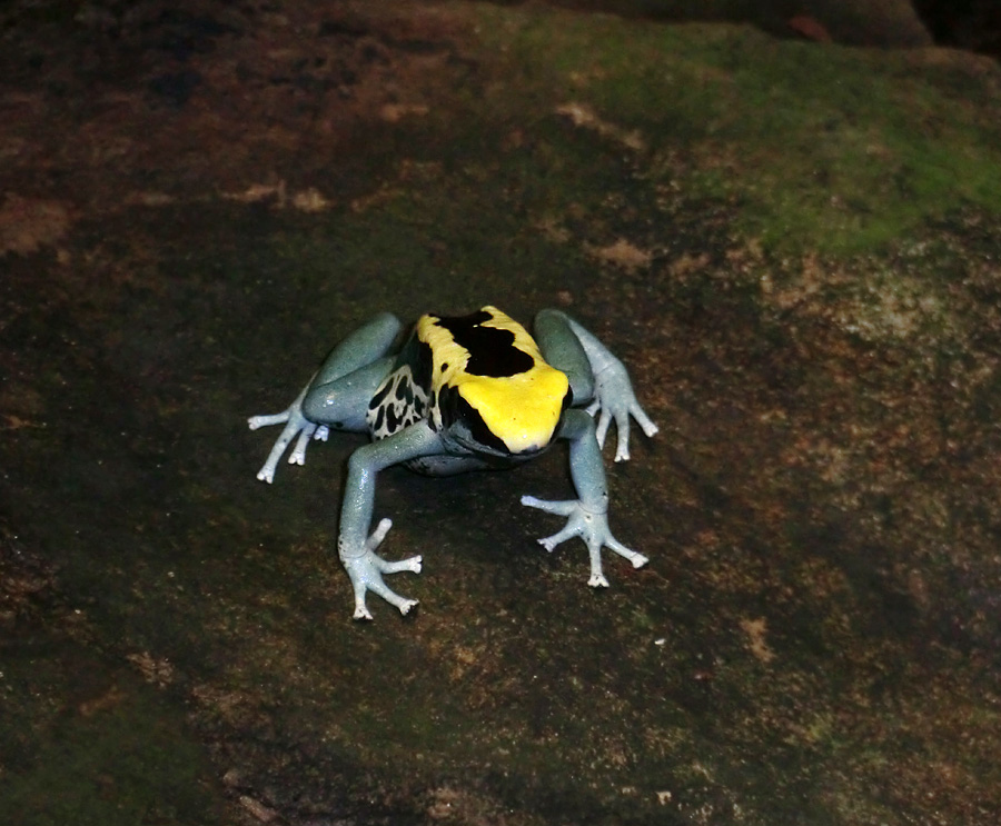 Färberfrosch Patricia im Wuppertaler Zoo im März 2012