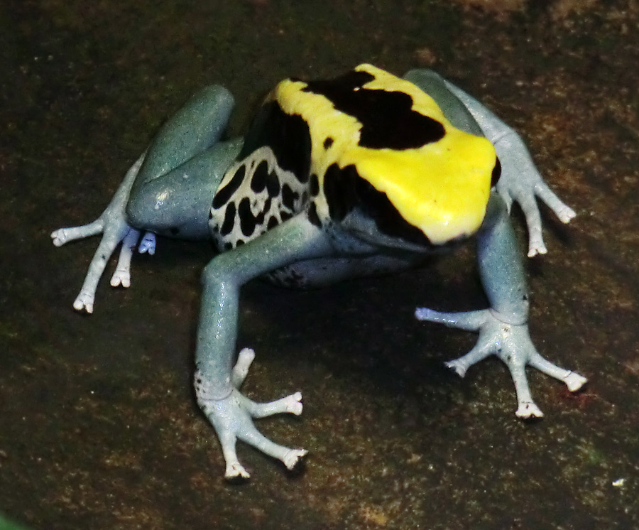 Färberfrosch Patricia im Zoo Wuppertal im März 2012