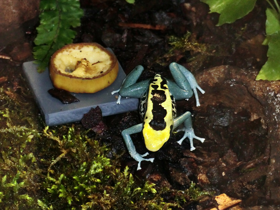 Färberfrosch Patricia im Zoo Wuppertal im April 2012