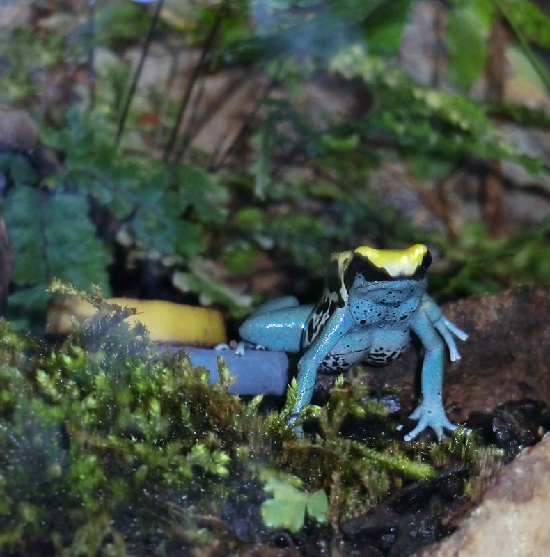 Färberfrosch Patricia im Zoologischen Garten Wuppertal im April 2012