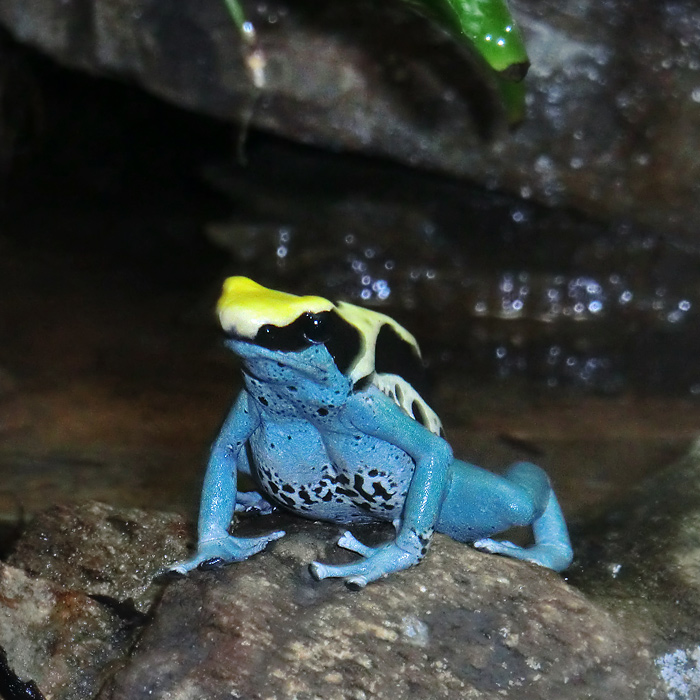 Färberfrosch Patricia im Wuppertaler Zoo im April 2012