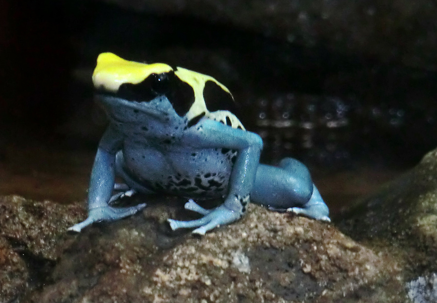 Färberfrosch Patricia im Wuppertaler Zoo im April 2012