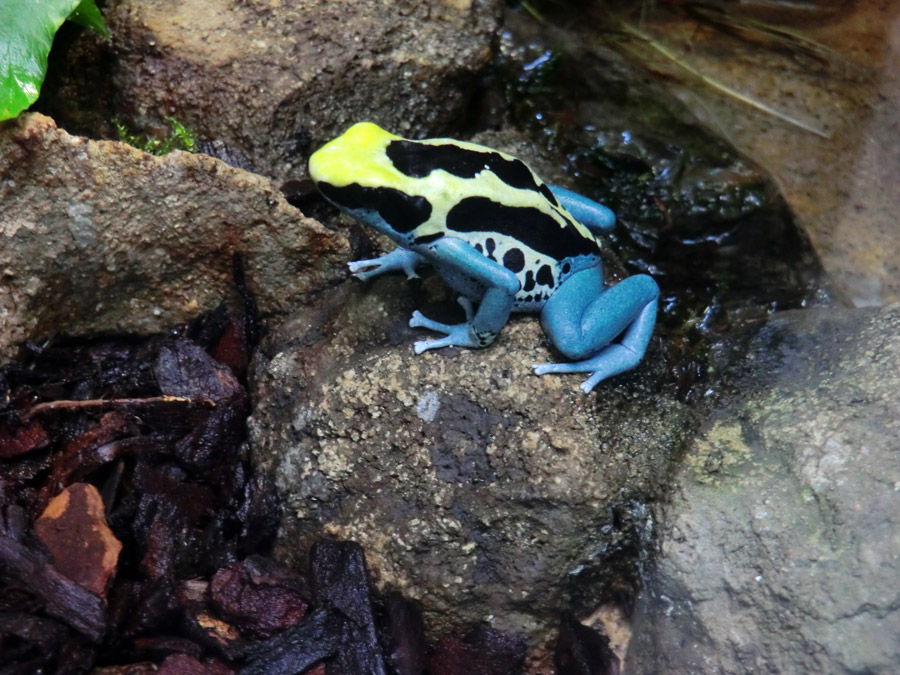 Färberfrosch Patricia im Zoo Wuppertal im April 2012