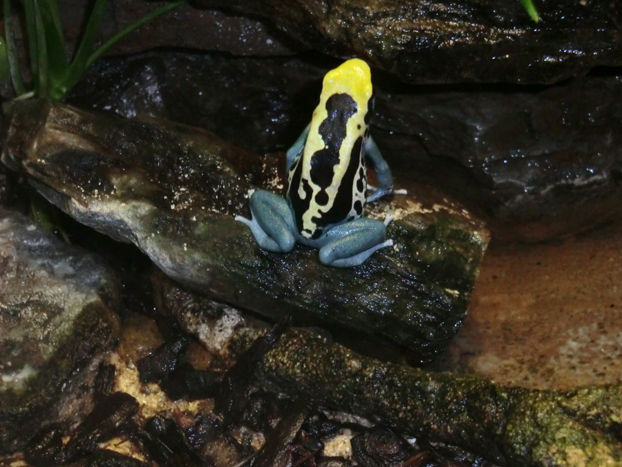 Färberfrosch Patricia im Zoologischen Garten Wuppertal im Mai 2012