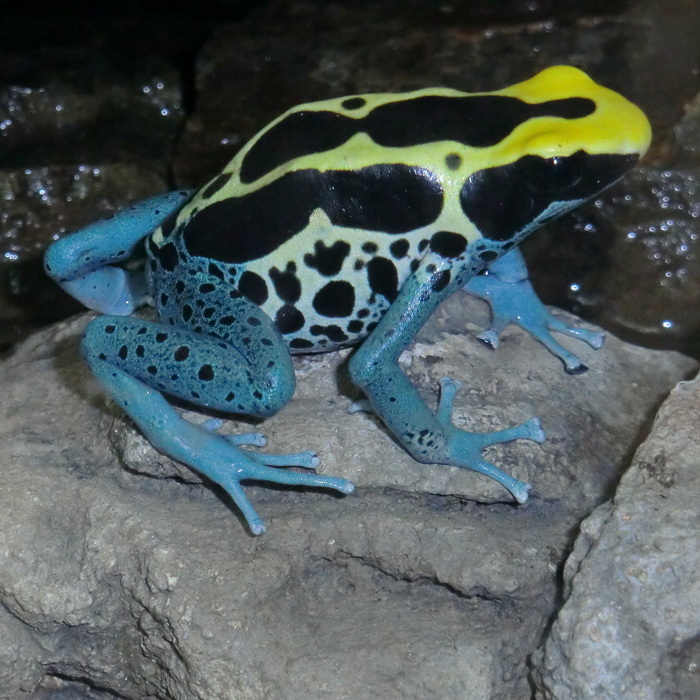 Färberfrosch im Wuppertaler Zoo im Mai 2012