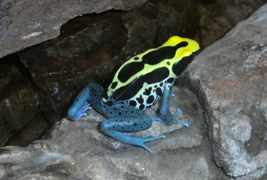 Färberfrosch Patricia im Zoo Wuppertal im Mai 2012