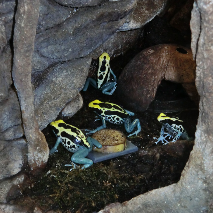 Färberfrösche im Wuppertaler Zoo im Juli 2012