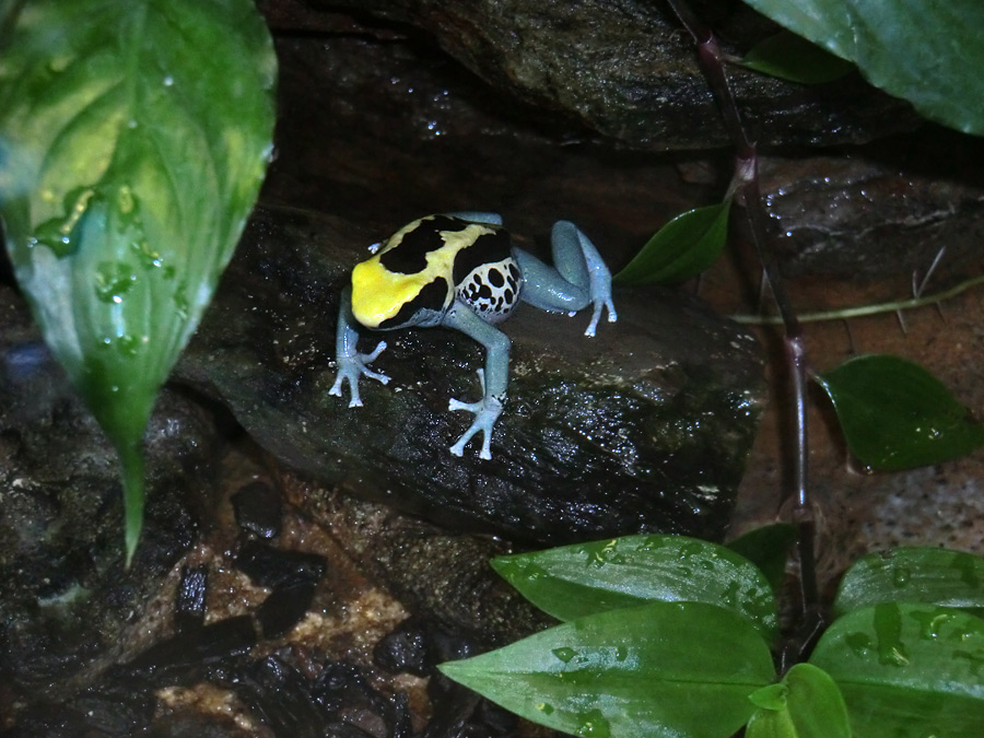 Färberfrosch Patricia im Zoo Wuppertal im Juli 2012