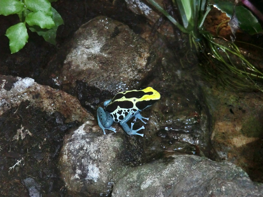 Färberfrosch Patricia im Zoo Wuppertal im Dezember 2012