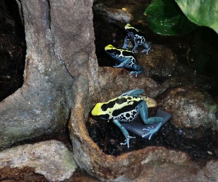 Färberfrosch Patricia im Zoo Wuppertal am 11. Oktober 2013