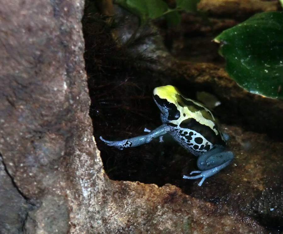 Färberfrosch Patricia im Wuppertaler Zoo am 11. Oktober 2013