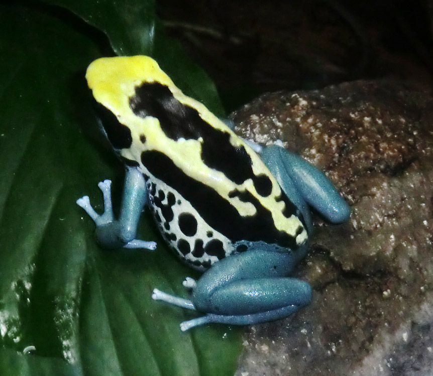 Färberfrosch Patricia im Zoo Wuppertal am 27. Oktober 2013