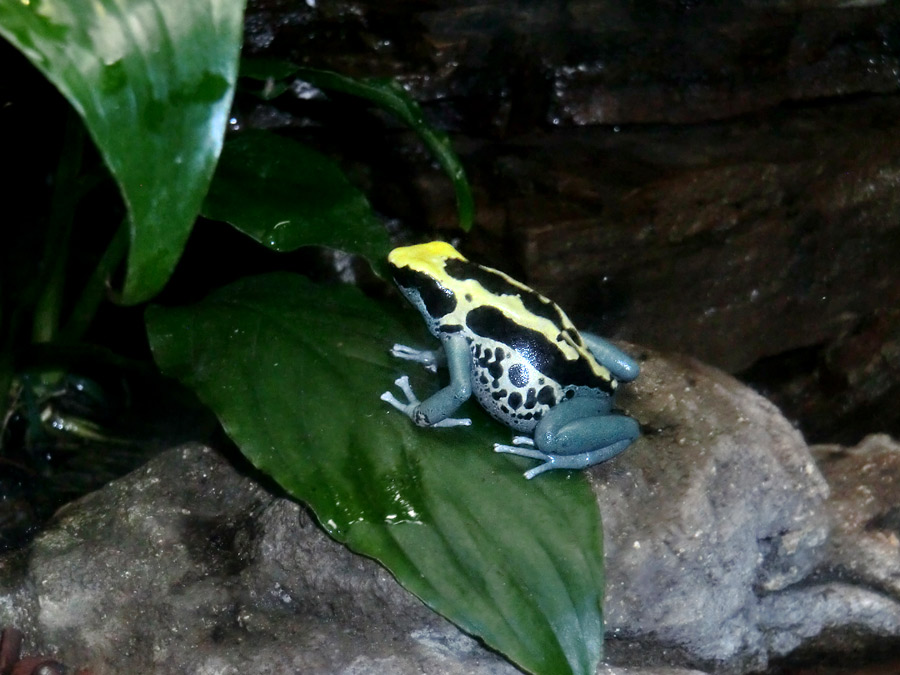 Färberfrosch Patricia im Zoologischen Garten Wuppertal am 27. Oktober 2013