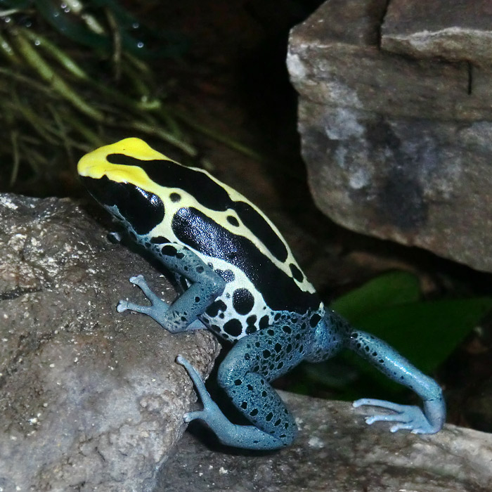 Färberfrosch Patricia im Wuppertaler Zoo im November 2013