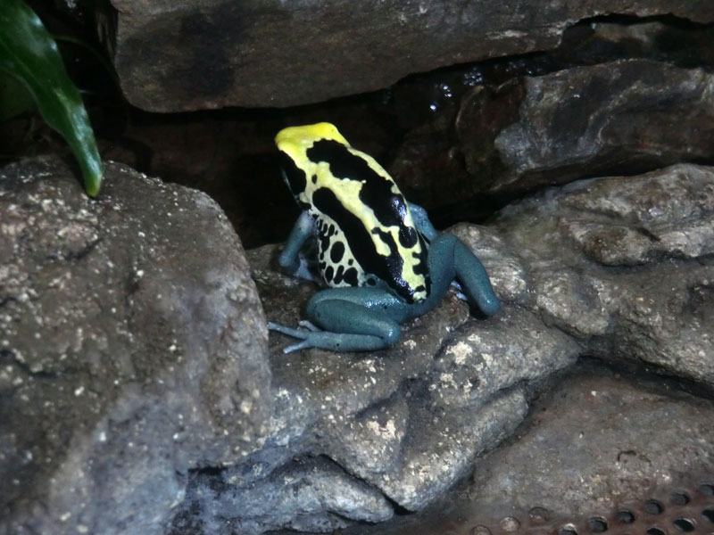 Färberfrösche Patricia im Wuppertaler Zoo im Januar 2014