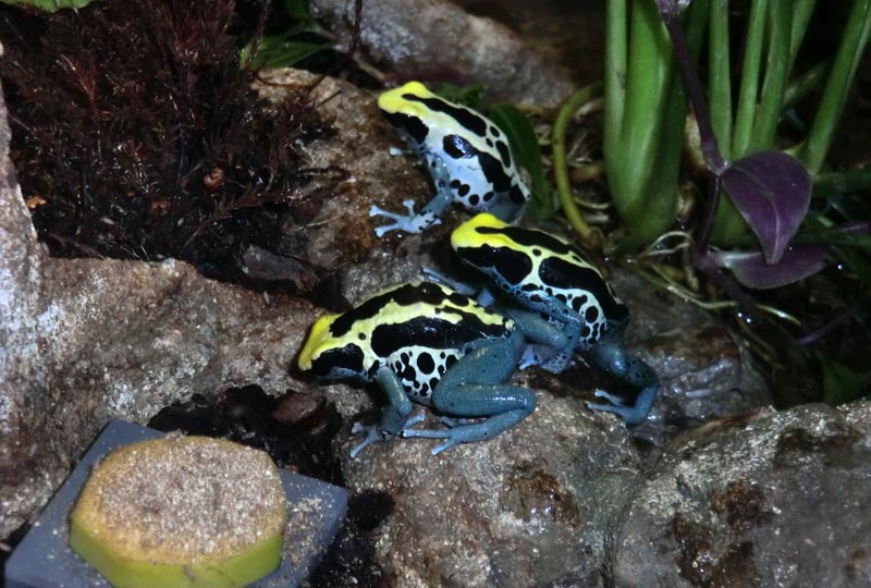 Färberfrösche Patricia im Zoologischen Garten Wuppertal im Januar 2014