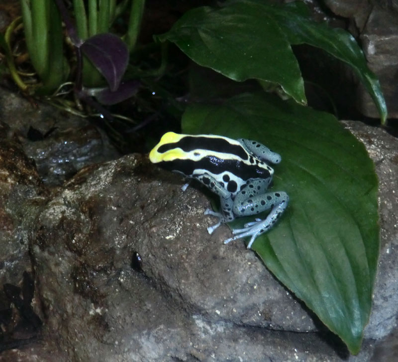 Färberfrösche Patricia im Wuppertaler Zoo im Januar 2014