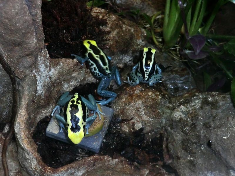 Färberfrösche Patricia im Wuppertaler Zoo im Januar 2014