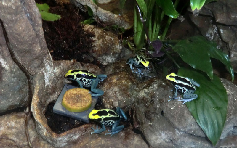 Färberfrösche Patricia im Zoologischen Garten Wuppertal im Januar 2014