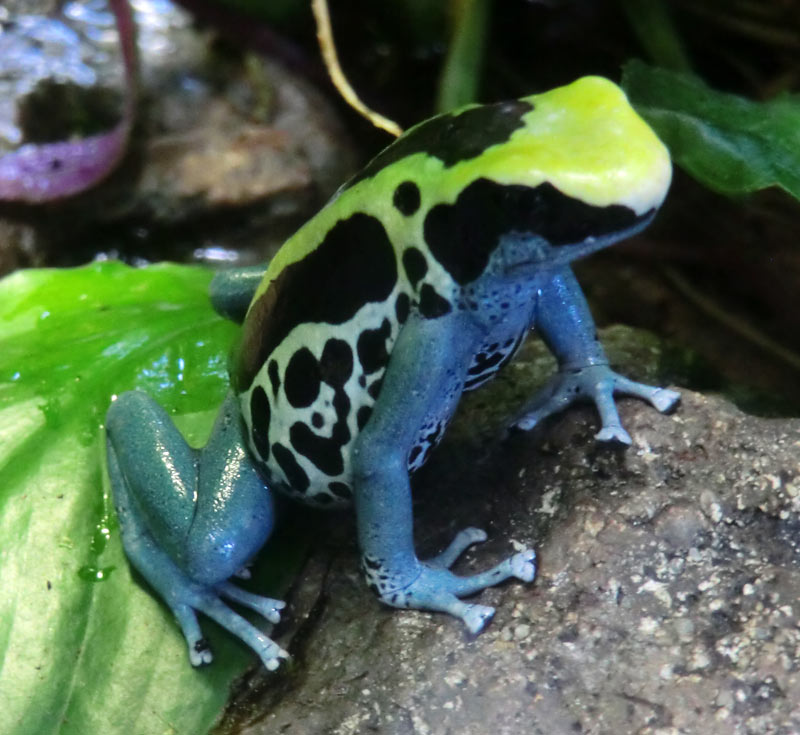 Färberfrösche Patricia im Wuppertaler Zoo im Januar 2014