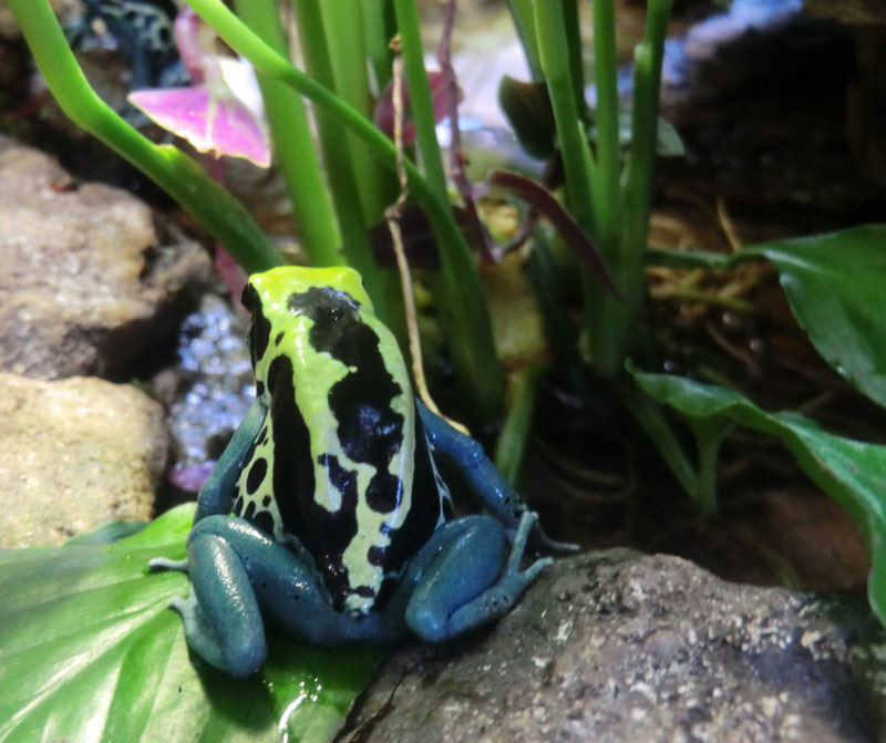 Färberfrosch Patricia im Zoo Wuppertal im Januar 2014