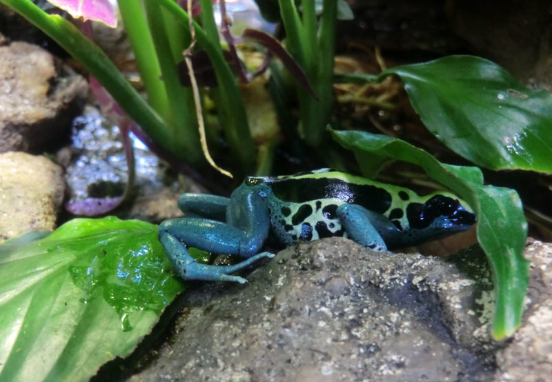 Färberfrosch Patricia im Zoologischen Garten Wuppertal im Januar 2014