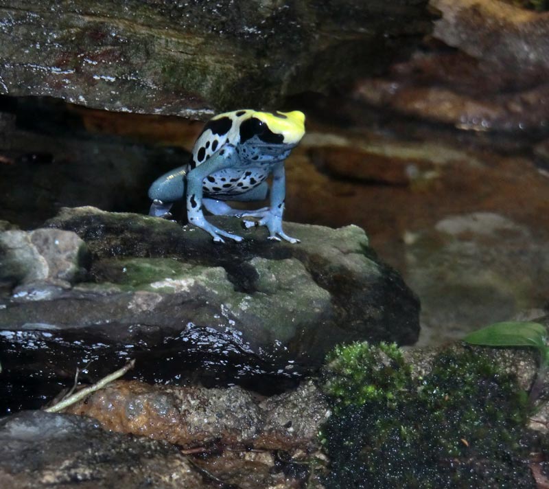 Färberfrosch Patricia im Zoologischen Garten Wuppertal im März 2014