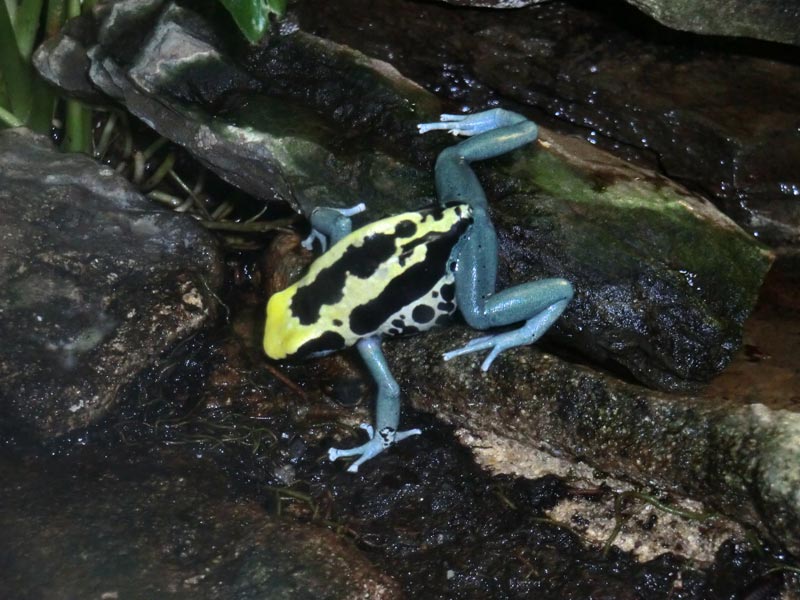 Färberfrosch Patricia im Zoo Wuppertal im April 2014