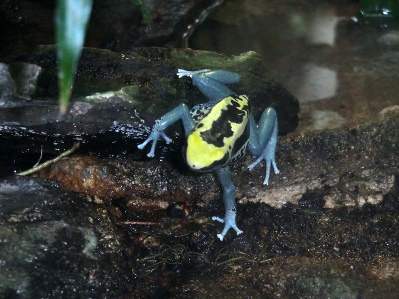 Färberfrosch Patricia im Zoologischen Garten Wuppertal im April 2014