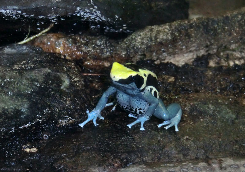 Färberfrösche Patricia im Wuppertaler Zoo im April 2014