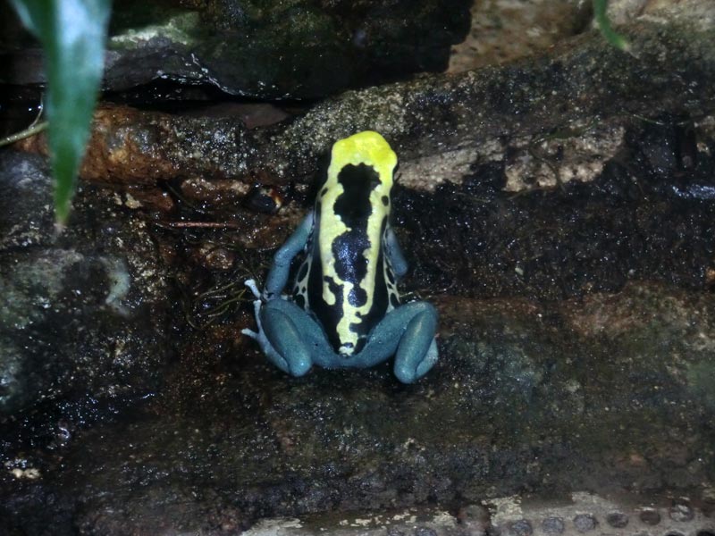 Färberfrosch Patricia im Zoo Wuppertal im April 2014