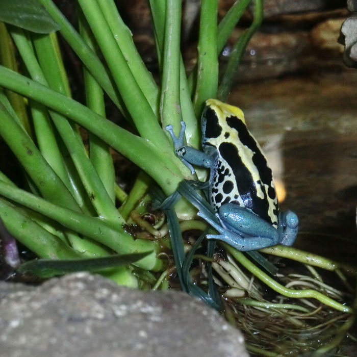 Färberfrosch Patricia im Wuppertaler Zoo im August 2014