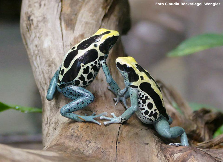 Färberfrösche am 20. Oktober 2017 im Terrarium im Grünen Zoo Wuppertal (Foto Claudia Böckstiegel-Wengler)