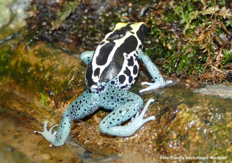 Färberfrosch am 5. Mai 2018 im Terrarium im Grünen Zoo Wuppertal (Foto Claudia Böckstiegel-Wengler)