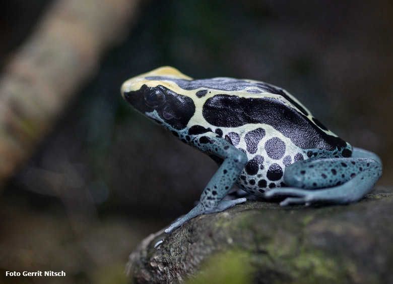 Färberfrosch am 24. August 2018 im Terrarium im Zoologischen Garten Wuppertal (Foto Gerrit Nitsch)