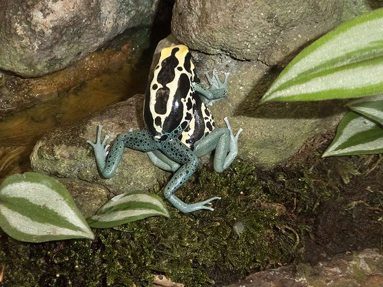 Färberfrösche am 8. September 2018 im Terrarium im Grünen Zoo Wuppertal