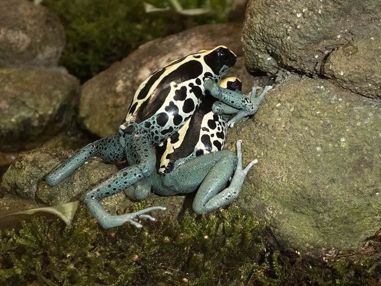 Färberfrösche am 8. September 2018 im Terrarium im Zoo Wuppertal