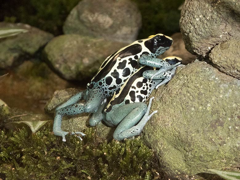 Färberfrösche am 8. September 2018 im Terrarium im Wuppertaler Zoo