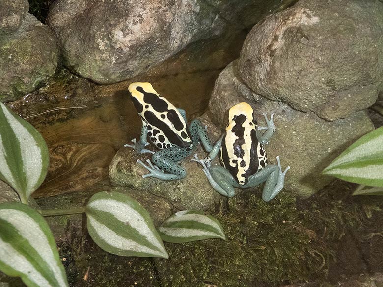 Färberfrösche am 8. September 2018 im Terrarium im Zoologischen Garten Wuppertal