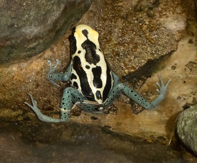 Färberfrosch am 12. Februar 2020 im Terrarium im Grünen Zoo Wuppertal