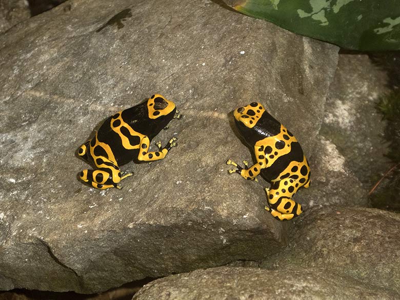 Gelbgebänderte Baumsteiger am 8. September 2018 im Terrarium im Grünen Zoo Wuppertal