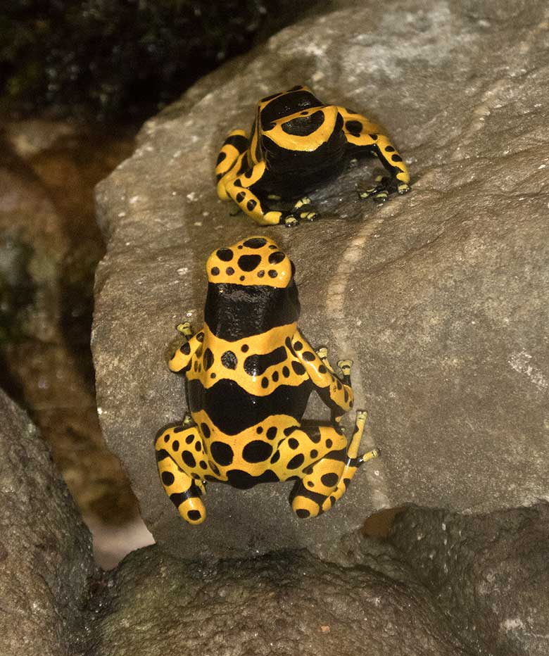 Gelbgebänderte Baumsteiger am 8. September 2018 im Terrarium im Zoologischen Garten Wuppertal