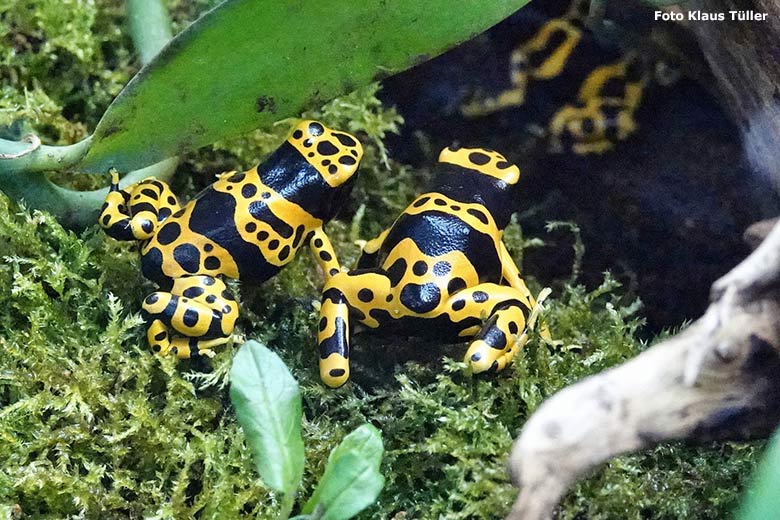 Gelbgebänderte Baumsteiger am 6. November 2023 in einem Schaugehege im Terrarium im Grünen Zoo Wuppertal (Foto Klaus Tüller)